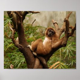 Poster Macaco em uma tela de desenho