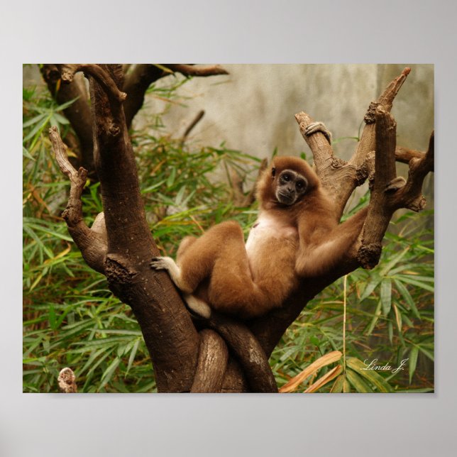 Poster Macaco em uma tela de desenho (Frente)