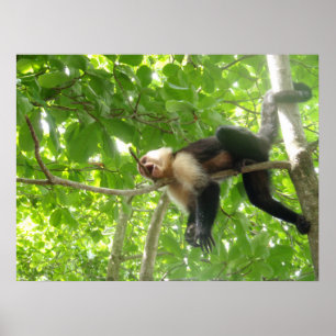 Póster Macaco engraçado do Capuchin em uma árvore