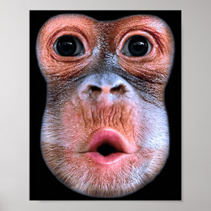 Poster Macaco engraçado soprando rosto barriga, Macaco So