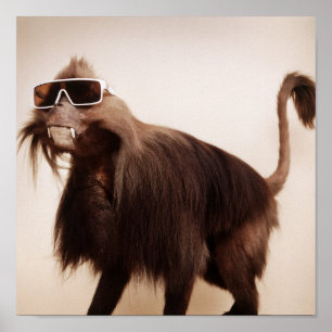 Poster macaco ensolarado