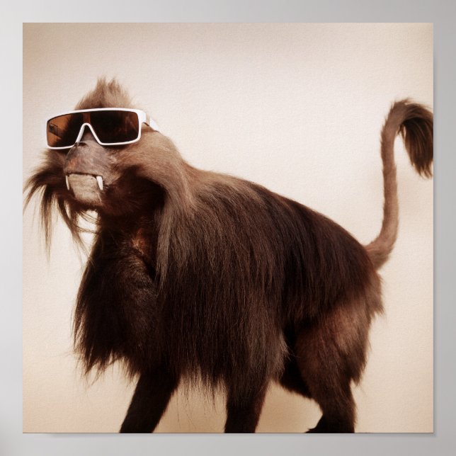 Poster macaco ensolarado (Frente)