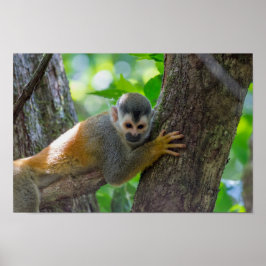 Poster Macaco esquilo em Manuel Antonio NP - Costa Rica