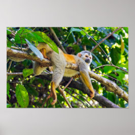 Poster Macaco esquilo em Manuel Antonio NP - Costa Rica