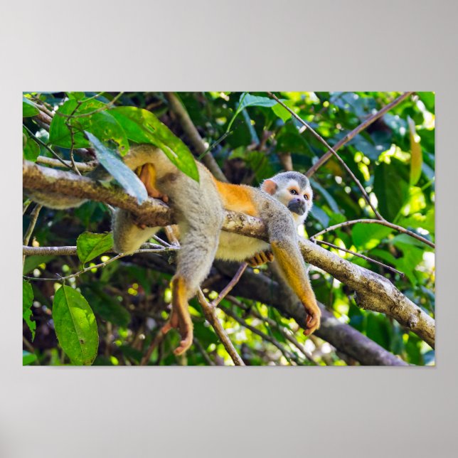 Poster Macaco esquilo em Manuel Antonio NP - Costa Rica (Frente)