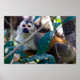 Poster Macaco esquilo em Manuel Antonio NP - Costa Rica