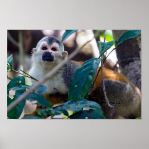 Poster Macaco esquilo em Manuel Antonio NP - Costa Rica