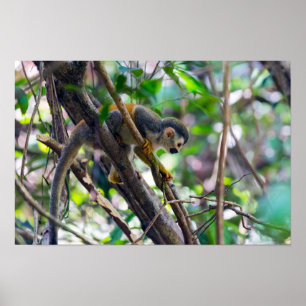Poster Macaco-esquilo no Parque Nacional Manuel Antonio -