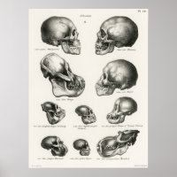 Macaco humano e crânios de apa