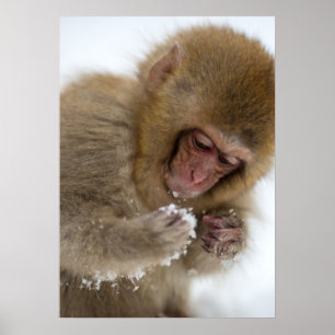 Póster Macaco japonês da neve do Macaque   do bebê