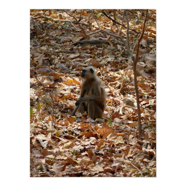 Póster Macaco na estação seca (Frente)