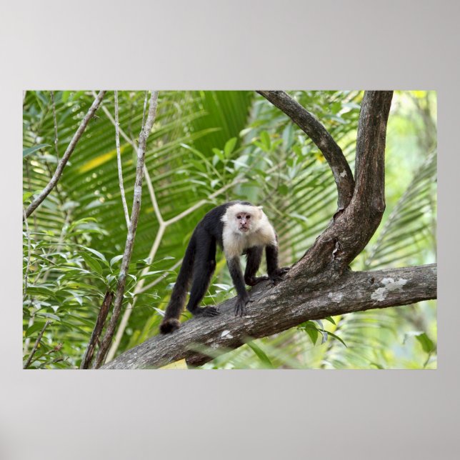 Poster Macaco na Selva (Frente)