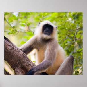 Poster Macaco na selva do parque nacional de Ranthambore