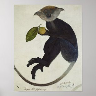 Póster Macaco Negro