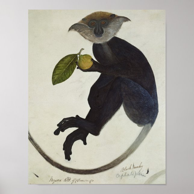 Póster Macaco Negro (Frente)