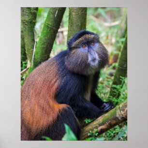 Poster Macaco Ouro, Ruanda