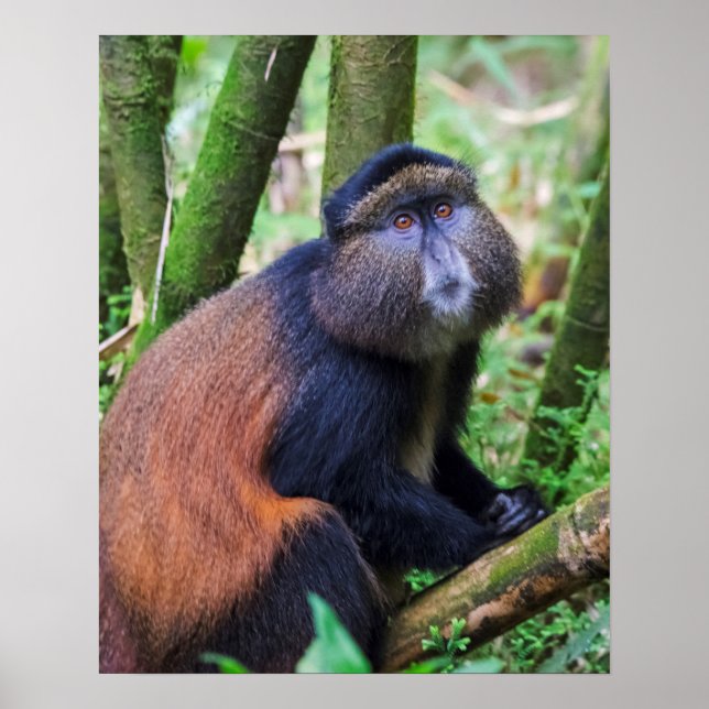 Poster Macaco ouro, Ruanda (Frente)