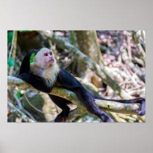 Poster Macaco-prego-branco