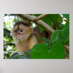 Poster Macaco Ver...