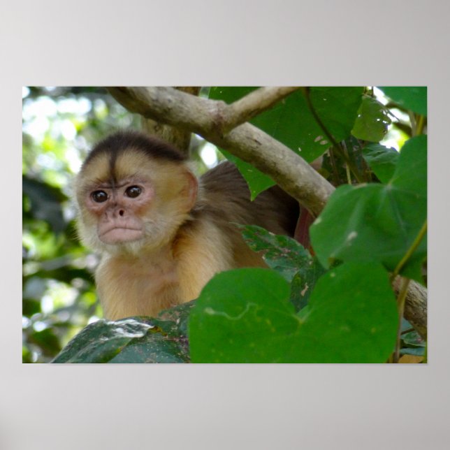 Poster Macaco Ver... (Frente)