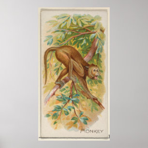 Poster Macaco Verde Vintage da Ilustração de Barbados