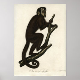 Póster Macaco Vintage