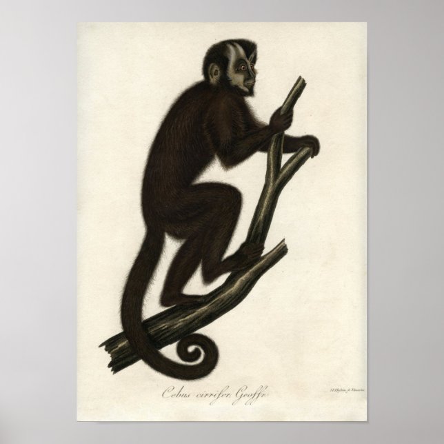 Póster Macaco Vintage (Frente)