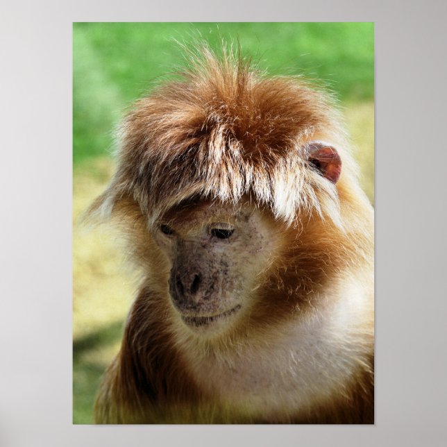 POSTER MACACOS (Frente)