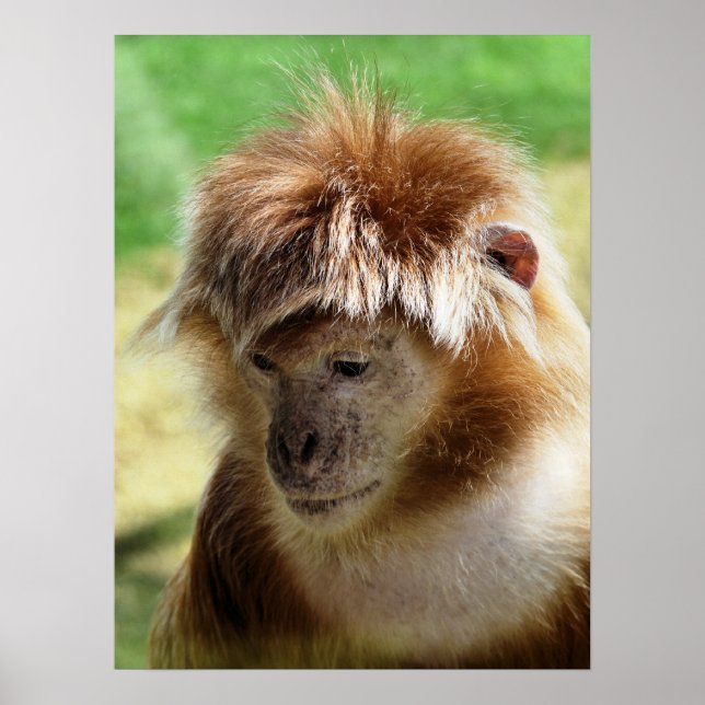 POSTER MACACOS (Frente)