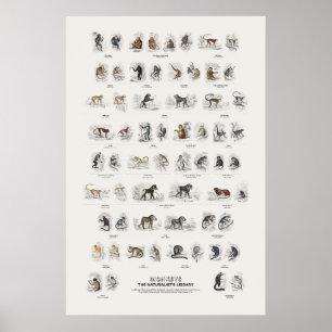 Poster Macacos - Biblioteca do Naturalista