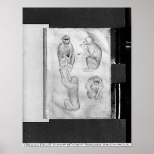 Poster Macacos, do álbum de Vallardi