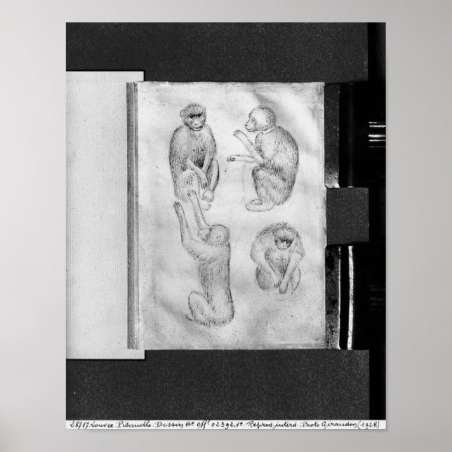 Poster Macacos, do Álbum Vallardi (Frente)