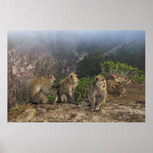 Poster Macacos na Mist