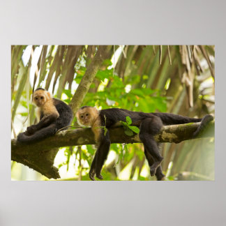 Póster Macacos-prego de cara branca na Costa Rica