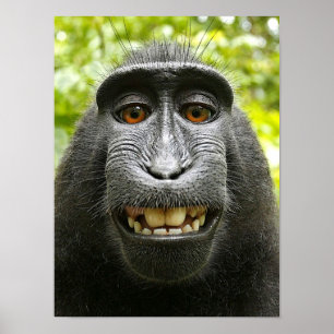 Póster Macaque com crista de sorriso