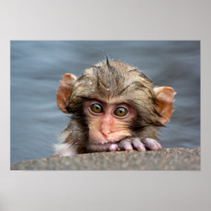 Póster Macaque japonês do bebê   Jigokudani Yaen-Koen