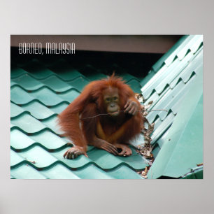 Poster Macaquito fofo em Sabah, selva de Bornéu