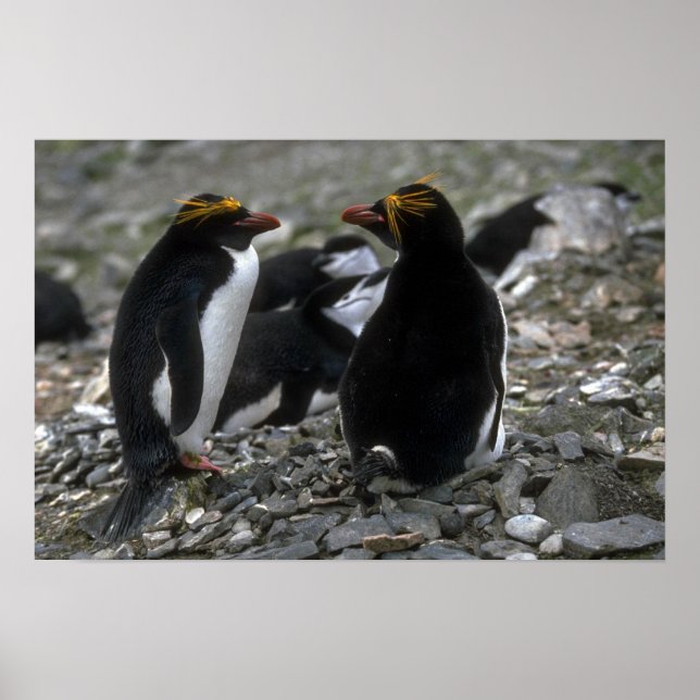 Poster Macaroni Penguin - Par No Ninho (Frente)
