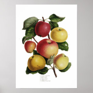 Póster Maçãs