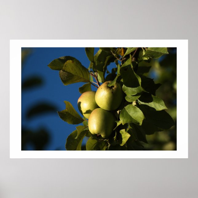 Póster Maçãs (Frente)