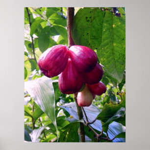 Póster Maçãs da montanha