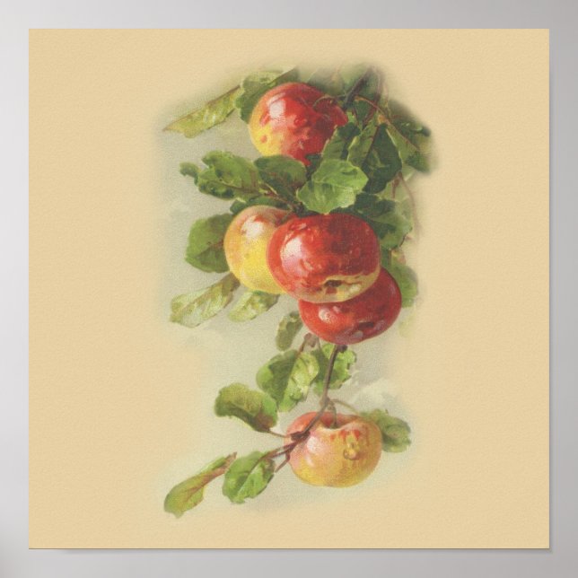 Poster Maçãs de coleção (Frente)
