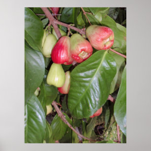 Poster Maçãs de Montanha II