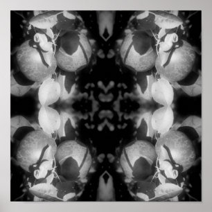 Poster Maçãs McIntosh Em Abstrato Preto E Branco De Árvor