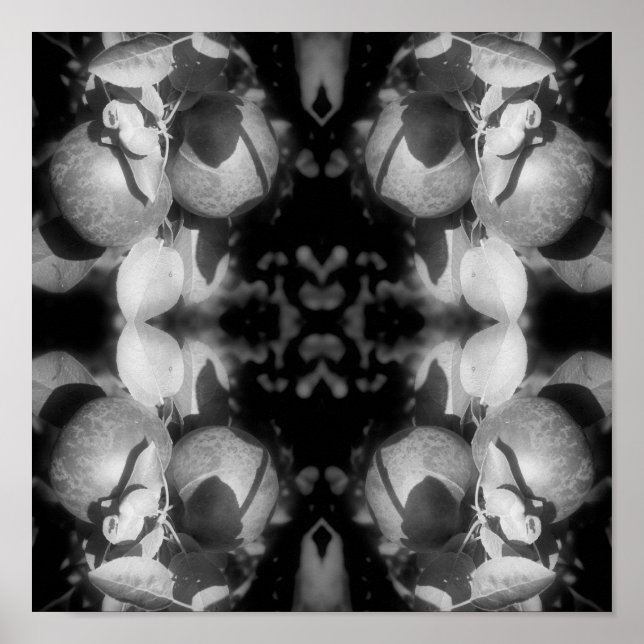 Poster Maçãs McIntosh Em Abstrato Preto E Branco De Árvor (Frente)