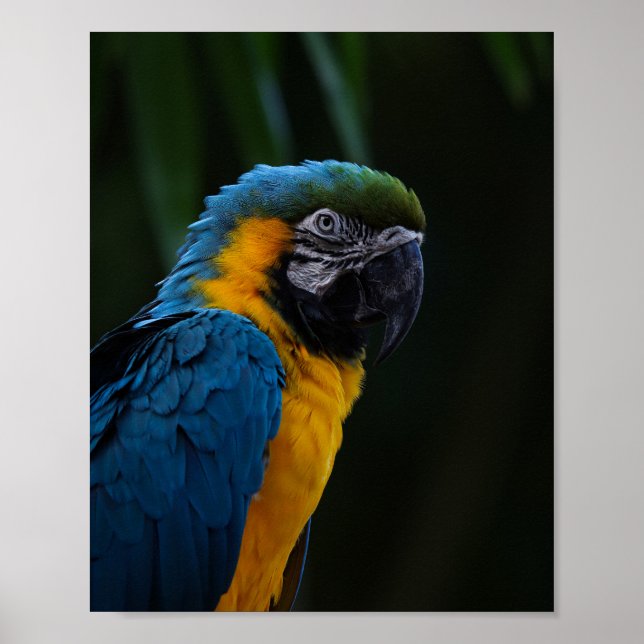 Poster Macaw Azul E Amarelo Fechar Retrato - Papagaio (Frente)