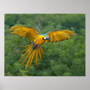 Póster Macaw azul e Dourado