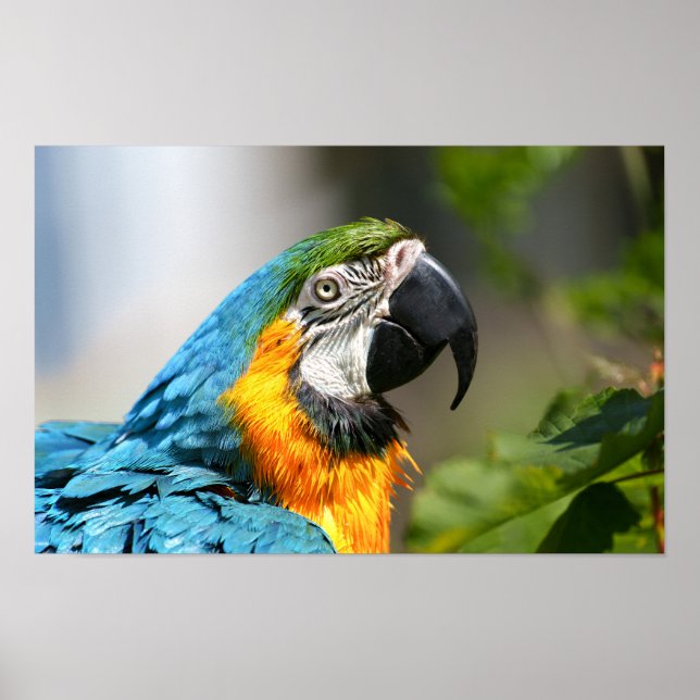 Poster Macaw Colorido Vibrante (Frente)