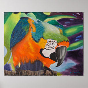 Póster Macaw curioso