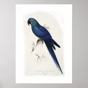 Poster Macaw de Hyacinthine